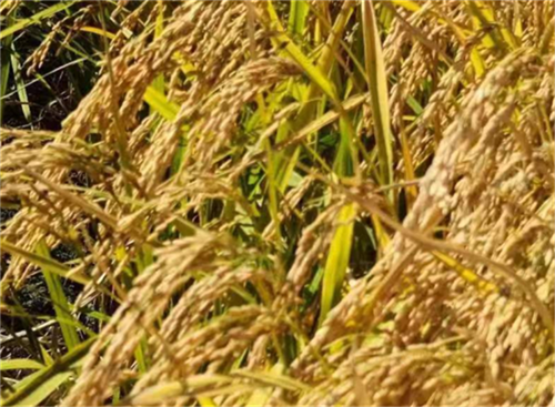 6544e3ca37642.png 在5555555555555555.png