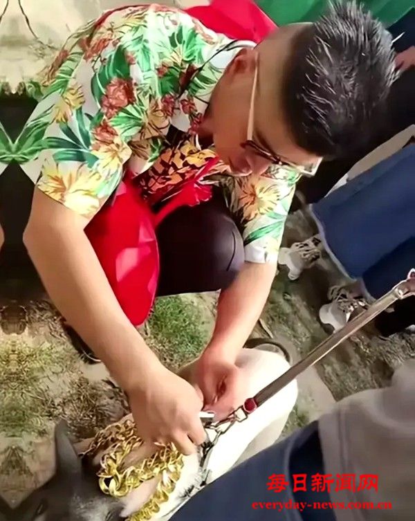 猪.jpg 猪.jpg
