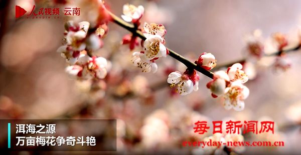 洱海之源 万亩梅花争奇斗艳