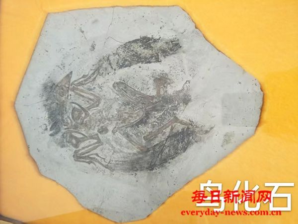 中国孔子鸟化石震惊世界