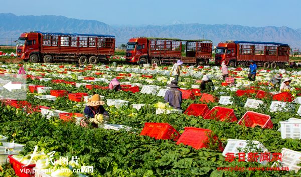 甘肃张掖：夏菜丰收供应市场
