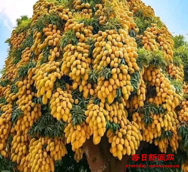 民兴村：芒果树下话丰收