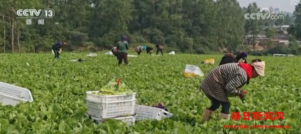 AI监测、平价菜……多举措保障蔬菜供应充