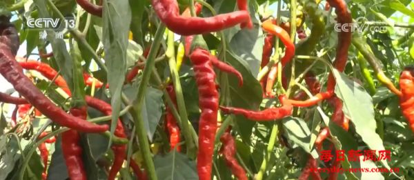 “小辣椒”撬动特色农业发展“大产业” 电