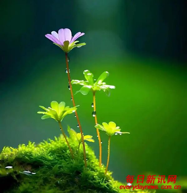 仁言任语-立春辞：致艳阳新象